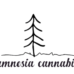Amnesia Cannabis