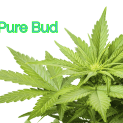 Pure Bud Dispensary