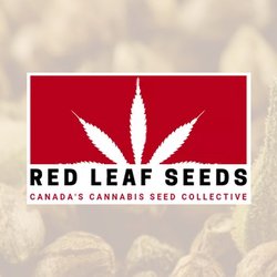 Red Leaf Seeds