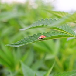 Arbor Nursery Organic Marijuana Teens and Clones