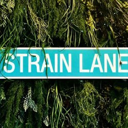 Strain Lane