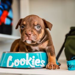 Cookies Mendocino Dispensary