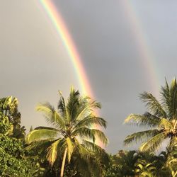 Big Island Cannabis Clinic