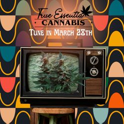 True Essentia Cannabis