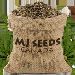 Marijuana Seeds Canada