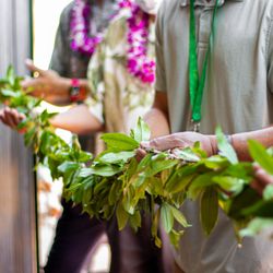 Aloha Green Apothecary