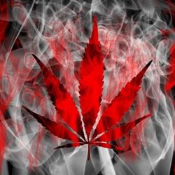 Canadian Cannabis Consulting