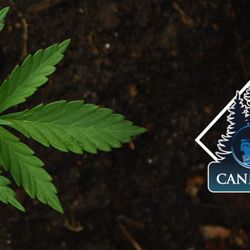 OSO Cannabis Company