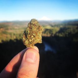 Mt Hood Cannabis Company