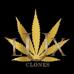 Luxx clones